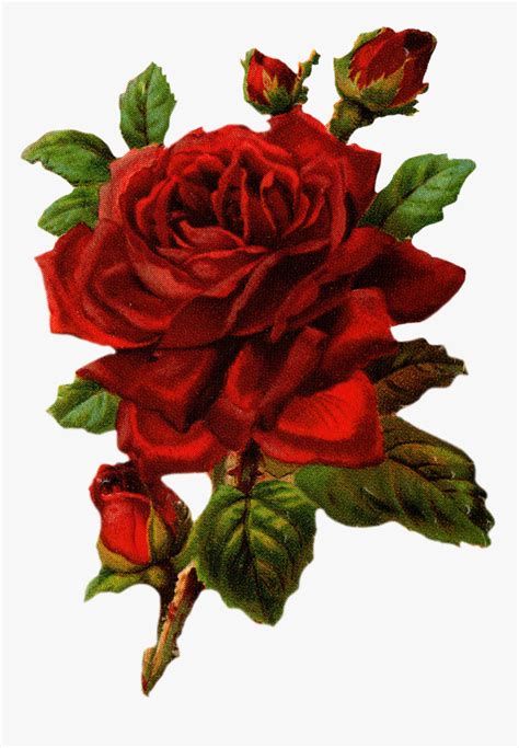 Red Vintage Rose Png, Transparent Png , Transparent Png Image - PNGitem