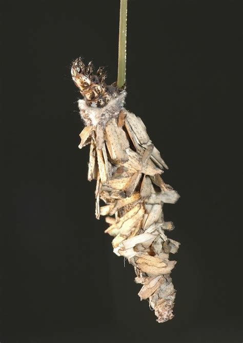 Bagworm Larvae