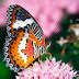 Butterfly Desktop Wallpapers - Funny Photos | Funny mages Gallery
