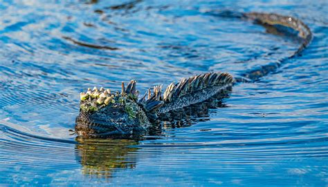 Salt Water Iguana • Marko Dimitrijevic Photography