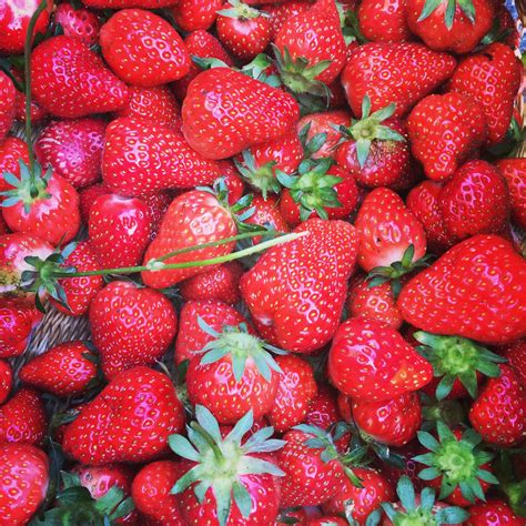 Strawberry harvest | Edible garden, Strawberry, Fruit