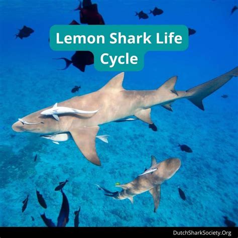 Lemon Sharks Info Guide - Dutch Shark Society