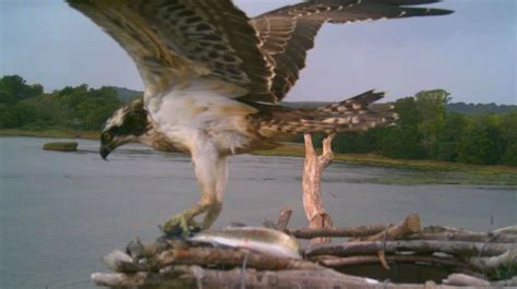 Sightings Archive - Birds of Poole Harbour