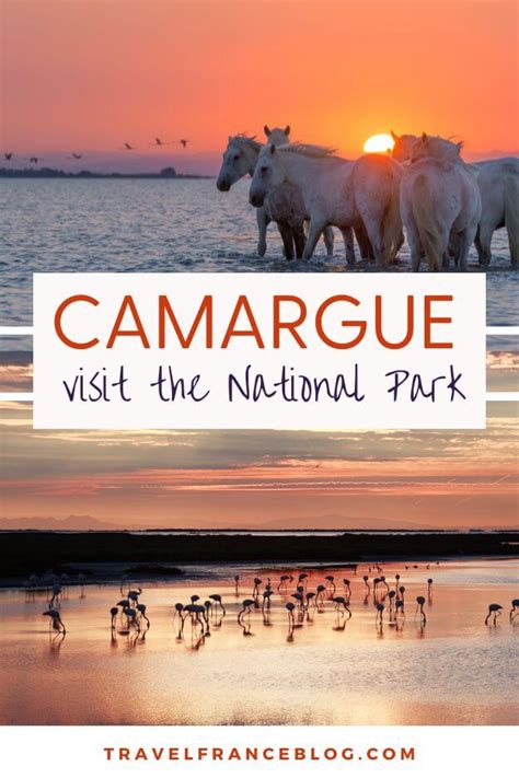 How To Visit the Camargue National Park, France (2024)