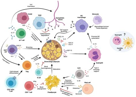 Frontiers | Immune Cells in Thermogenic Adipose Depots: The Essential ...