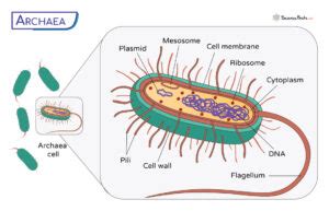 Archaea - Definition, Examples, Characteristics, and Diagram