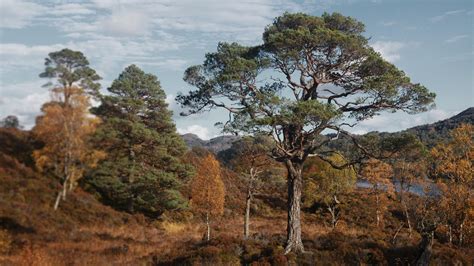 Scots pine facts and information | Trees for Life