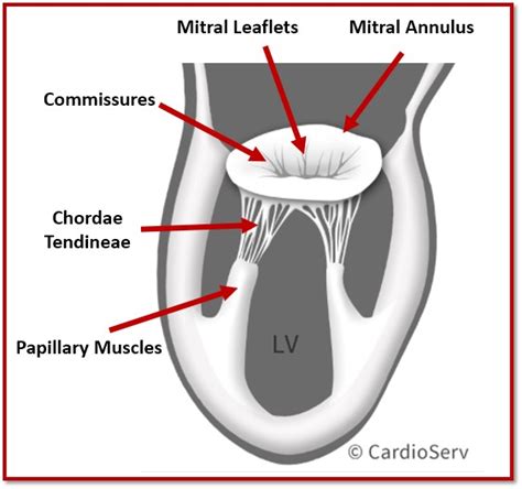 Mitral Valve Anatomy: Name 5 Components! Cardioserv