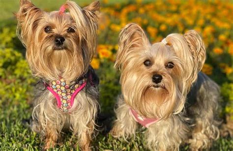 Types of Yorkies: 2 Different Types of Yorkie Dogs - K9 Web