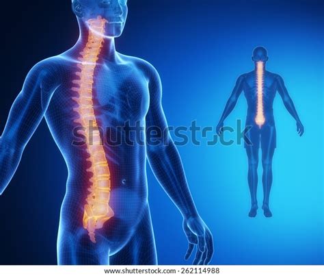 Spine Bone Anatomy Xray Scan Stock Illustration 262114988 | Shutterstock