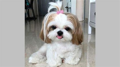 11 Shih Tzu Hairstyles: Find The Best One for Your Dog