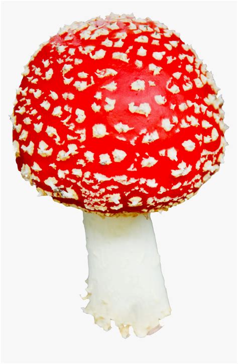 Agaric,mushroom,fungus - Mushroom Png Transparent, Png Download ...