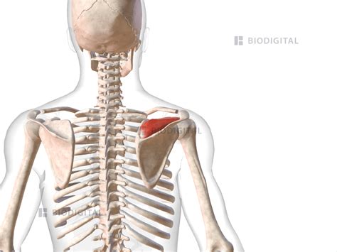 Right supraspinatus | BioDigital Anatomy