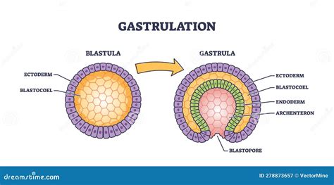 Gastrulation As Early Developmental Process for Embryo Tiny Person Concept Stock Vector ...