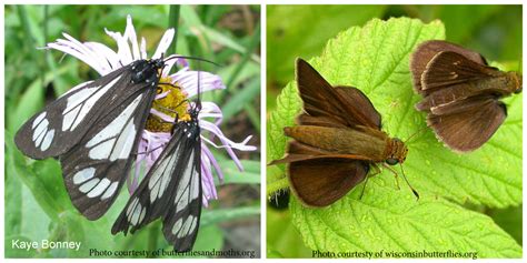 Butterfly versus Moth. Can you tell the difference? - My Wisconsin Woods