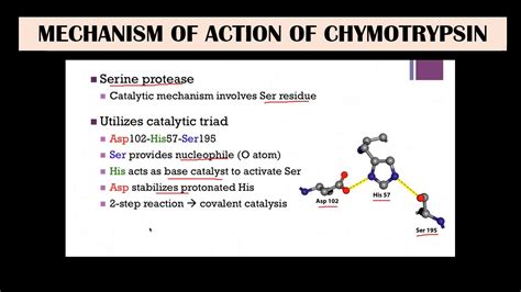 Chymotrypsin - Mechanism of action - YouTube