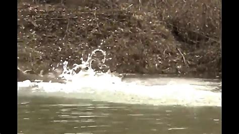 Whitetail Bucks Fighting On The Riverbank & River - YouTube