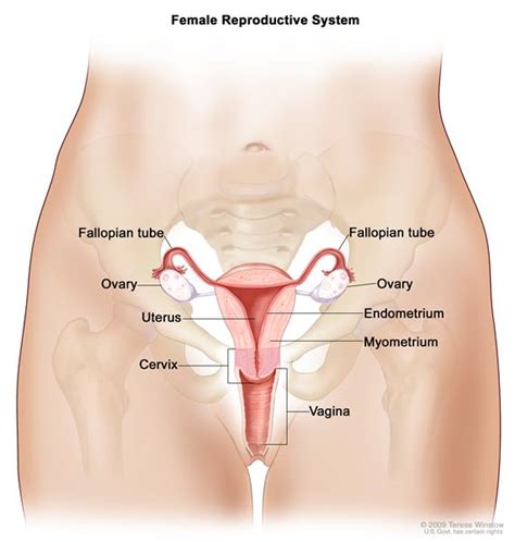 Organs And Functions - The Female Reproductive System