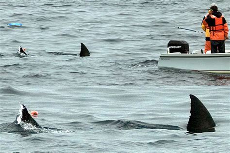 Shark Cage Diving off the Farallon Islands, California