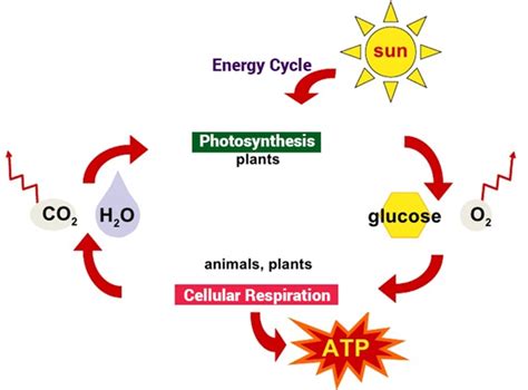 How Do The Chemical Equations For Photosynthesis And Cellular ...