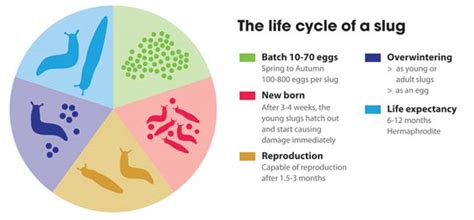 Nelly's Garden: The Life Cycle of Slugs