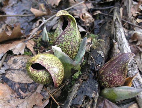 Skunk cabbage - Watching for WildflowersWatching for Wildflowers