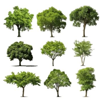 Tree Without Background PNG Transparent Images Free Download | Vector ...