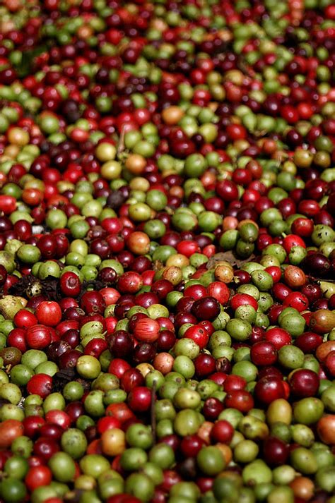 Coffee Beans Drying In The Sun by Photograph © Ulrike Henkys