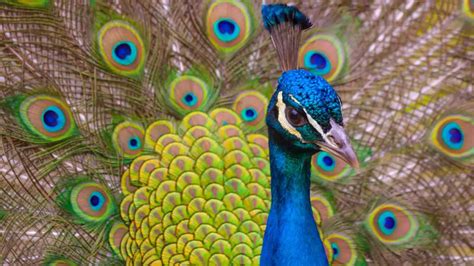 Why Do Peacocks Spread Their Feathers? [All Reasons Explained!]