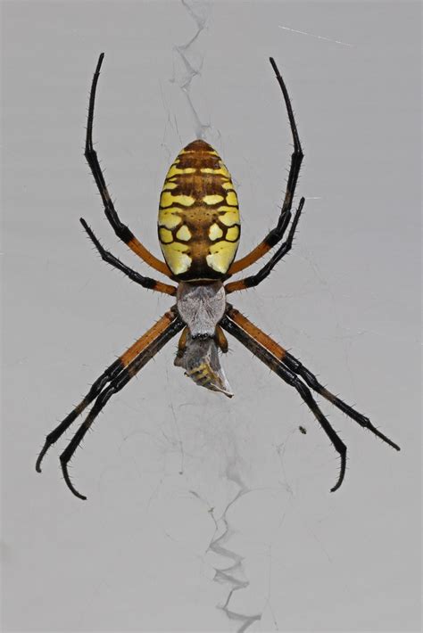 Black and Yellow Argiope - Argiope aurantia, Woodbridge, V… | Flickr