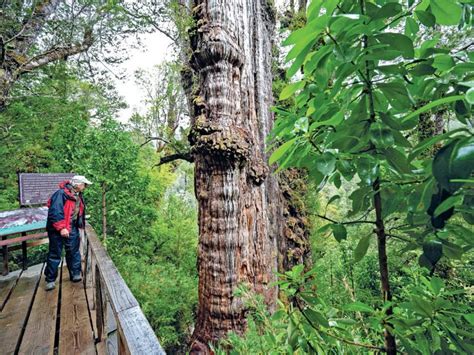 5,000-year-old 'Great Grandfather' tree is officially the world's oldest