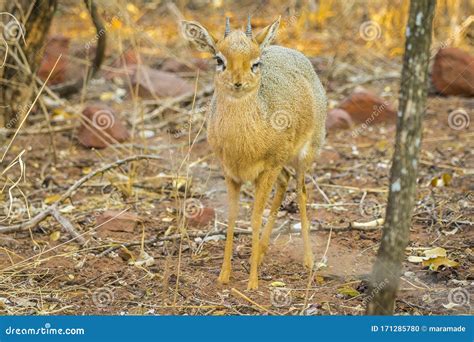 A Dik Dik Antelope in the Waterberg Plateau National Park in Namibia ...