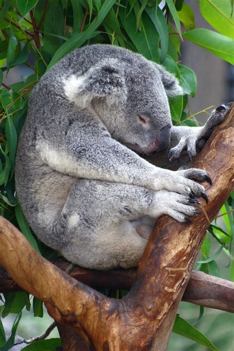 Animal Keeper: Koala - Phascolarctos cinereus