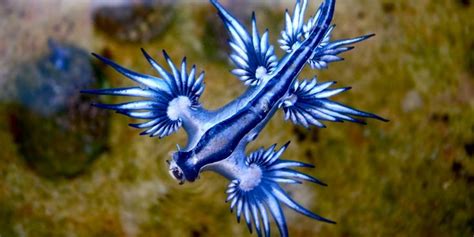 glaucus atlanticus | Glaucus atlanticus, Most beautiful animals, Animals beautiful