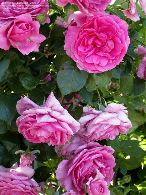 PlantFiles Pictures: Floribunda, Large-flowered Climbing Rose 'Parade' (Rosa) by bootandall