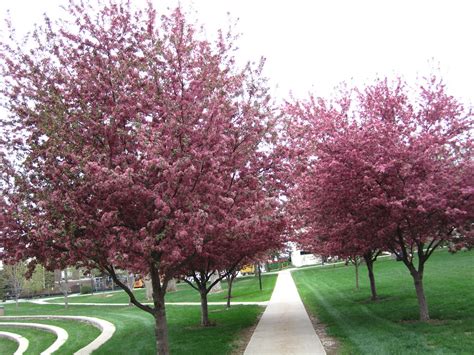 Prairifire crabapple trees in bloom, WSC campus | Ali Eminov | Flickr