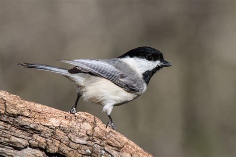 Carolina Chickadee (Poecile carolinensis)