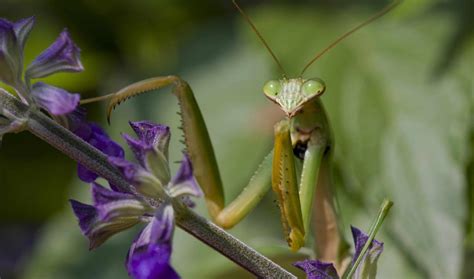 Do Praying Mantises Eat Poisonous Caterpillars? - Owlcation