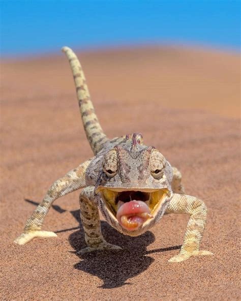 Wildlife Friends 🐸 on Instagram: “Photo by @hendriventer Namaqua Chameleon in the Namib Desert ...