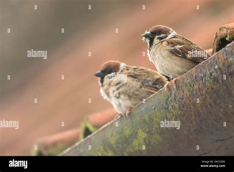 Tree sparrows nesting in a roof Stock Photo - Alamy