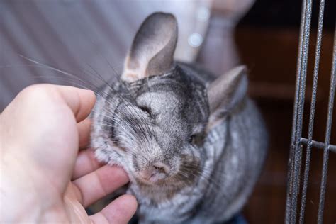 26 Chinchilla Pictures You Need to See | Reader's Digest