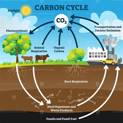 Carbon cycle with CO2 dioxide gas exchange process scheme outline diagram - VectorMine