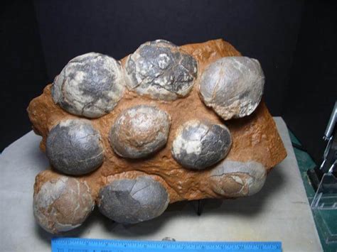 Nest of Small Dinosaur Eggs (021017a) | Fossils For Sale - The Stones ...