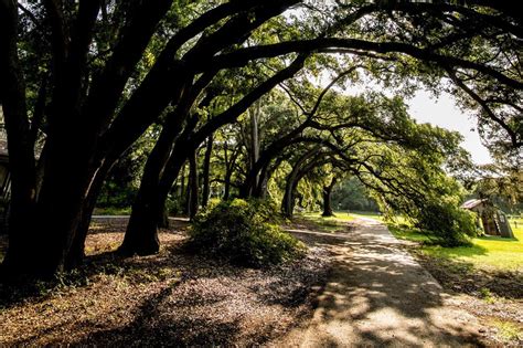 Charleston Tea Plantation | The Official Digital Guide to Charleston SC ...