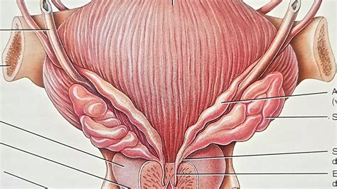 EPIDIDYMIS,VAS DEFERENS,EJACULATORY DUCT AND URETHRA/PART -03 OF MALE ...