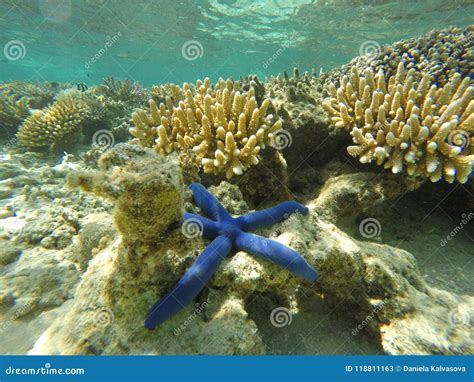 Blue Starfish Under the Water Stock Image - Image of exotic, coast: 118811163