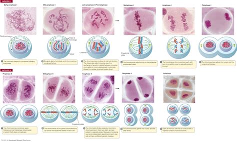 Mitosis And Meiosis Comparison Science Cells Mitosis Vs Meiosis Mitosis ...