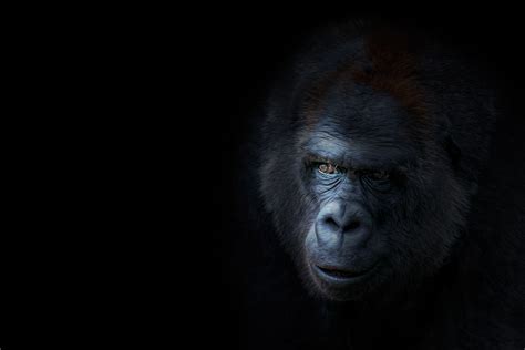 Inspirational Best Zoom Virtual Backgrounds Gorilla Wallpaper Images ...