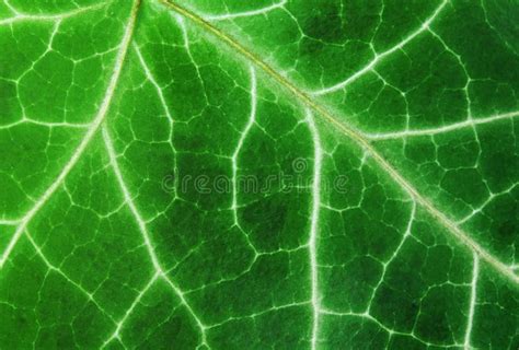 Green leaf texture stock image. Image of bright, leaves - 13390153