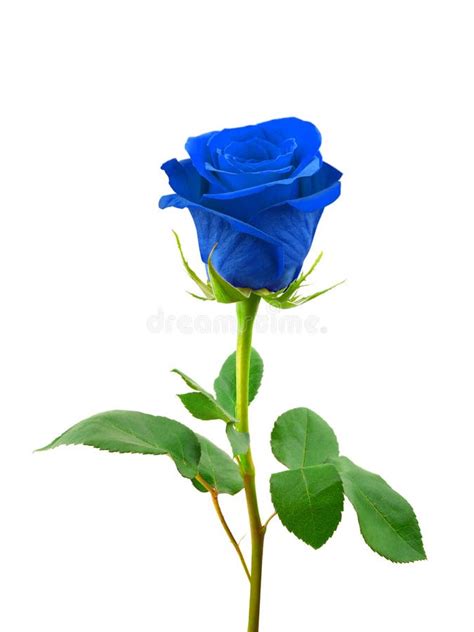 Blue rose stock image. Image of celebration, isolated - 9825771